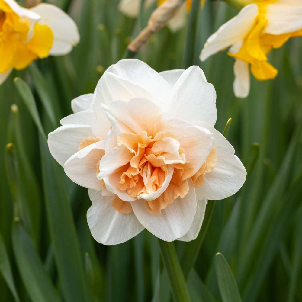 Narcissus 'Delnashaugh'